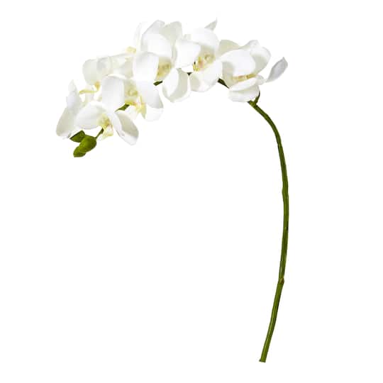 Moth Orchid Stem